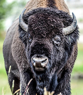 Buffalo at Yellowstone