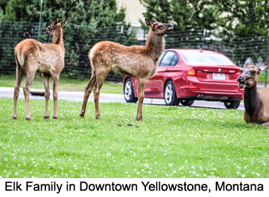 Elk Family in Yellowstone Montana